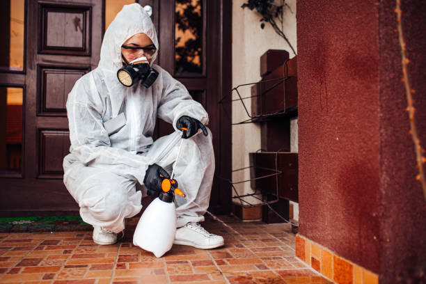 Reliable Wasp Removal contractor in Alexandria, LA by Show Me Pest Control